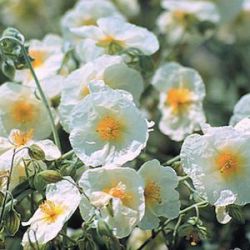 Helianthemum 'The Bride'