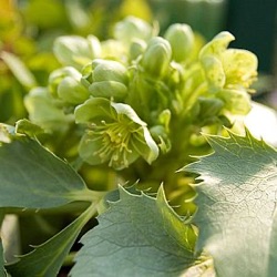 Helleborus argutifolius 'Silver Lace'