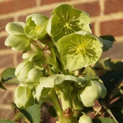 Helleborus argutifolius
