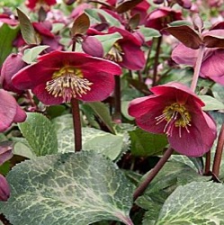 Helleborus hybridus 'Anna's Red' ® (extra groot)