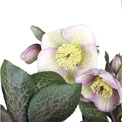 Helleborus hybridus 'Bayli's Blush' (Rodney Davey Marbled Group)