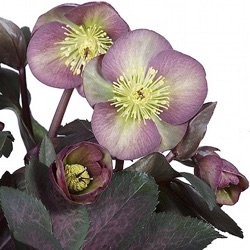 Helleborus hybridus 'Dana's Dulcet' (Rodney Davey Marbled Group)