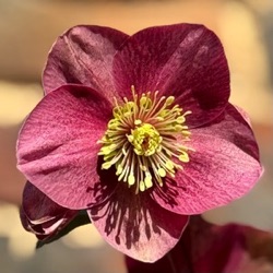Helleborus hybridus 'HE406' ('Fenna'?)
