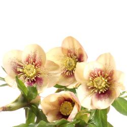 Helleborus orientalis 'Ashwood Fascination'