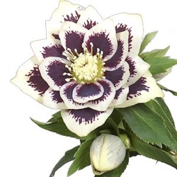 Helleborus orientalis 'Danique' XXL