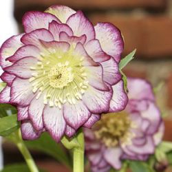 Helleborus orientalis (Double-Ellen® Picotee)