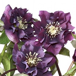 Helleborus orientalis (Double-Ellen® Purple)