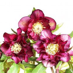 Helleborus orientalis (Double-Ellen® Red)