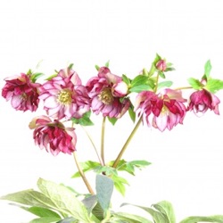 Helleborus orientalis 'Elise' XXL