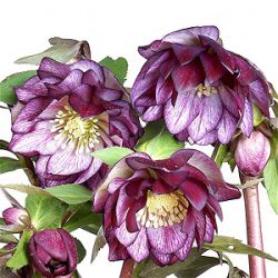 Helleborus orientalis 'Elise'