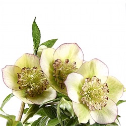 Helleborus orientalis 'Green Queen'