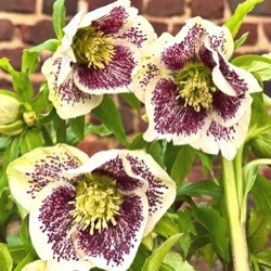 Helleborus orientalis 'HE20-04'