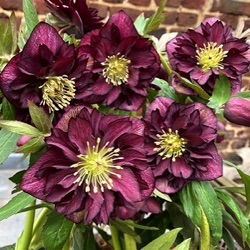 Helleborus orientalis 'Jana'