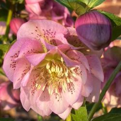 Helleborus orientalis 'Larissa'