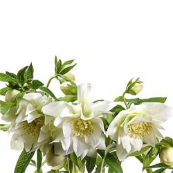 Helleborus orientalis 'White Ball'