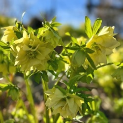 Helleborus orientalis 'Xanthia' (P13)