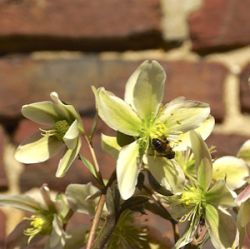 Helleborus x ericsmithii 'Winter Star' ®