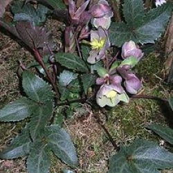 Helleborus x sternii 'Blackthorn Strain'