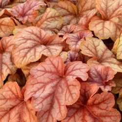 Heucherella 'Copper Cascade'