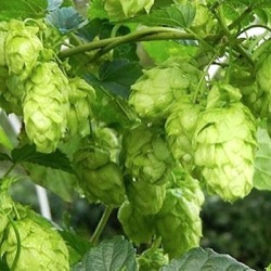 Humulus lupulus 'Tettnanger'