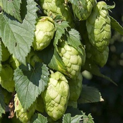 Humulus lupulus 'Westbrau'