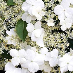 Hydrangea anomala var. petiolaris