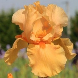 Iris 'Skyfire' (G)