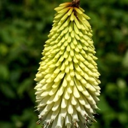Kniphofia 'Ice Queen'