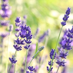 Lavandula angustifolia 'Beate'