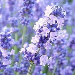 Lavandula angustifolia 'Melissa Lilac' (1 liter)