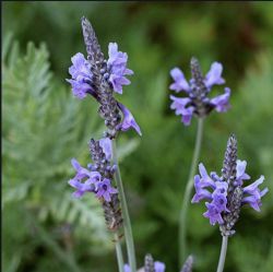 Lavandula buchii