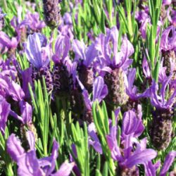 Lavandula stoechas hybride 'Bee Brilliant'