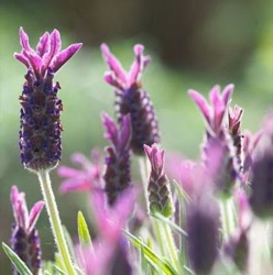 Lavandula stoechas hybride 'Blue Star'