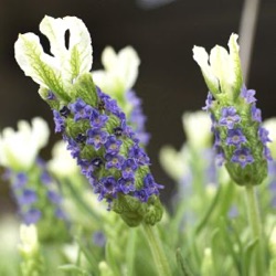 Lavandula stoechas hybride 'Madrid Blue' ®