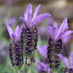 Lavandula stoechas hybride 'Madrid Purple' ®