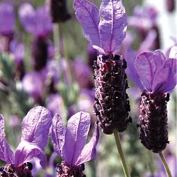 Lavandula stoechas hybride 'Otto Quast' ('Quasti')