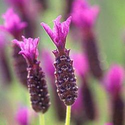 Lavandula stoechas hybride 'Regal Splendour' ®