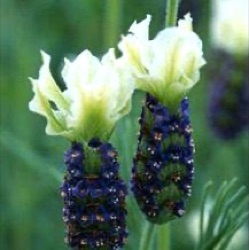 Lavandula stoechas hybride 'Tiara' ®