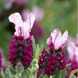 Lavandula stoechas subsp. stoechas f. rosea 'Kew Red'