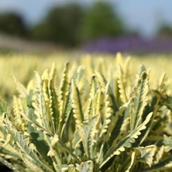 Lavandula x allardii 'Meerlo'