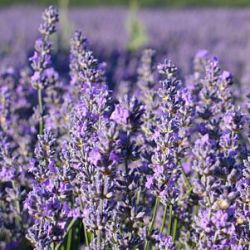 Lavandula x intermedia 'Provence'