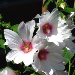 Lavatera x clementii 'Blushing Bride'