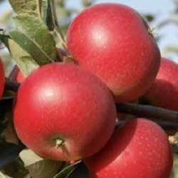 Malus sylvestris var. domestica 'Selena'