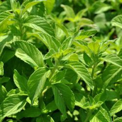 Mentha arvensis 'Banana'