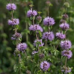 Mentha pulegium 