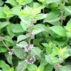 Mentha spicata 'Hillary's Sweet Lemon'