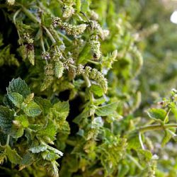 Mentha spicata 'Moroccan'