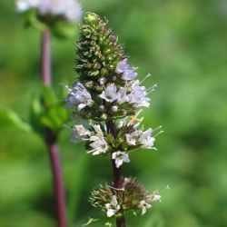 Mentha spicata 'Spanish'