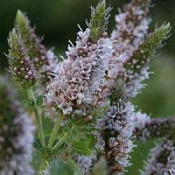 Mentha spicata 'Spearmint'