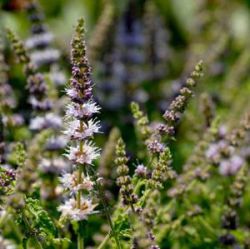 Mentha 'Strawberry Mint'